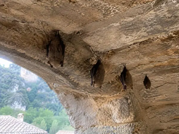 В Каталонии участились нападения летучих мышей 🦇