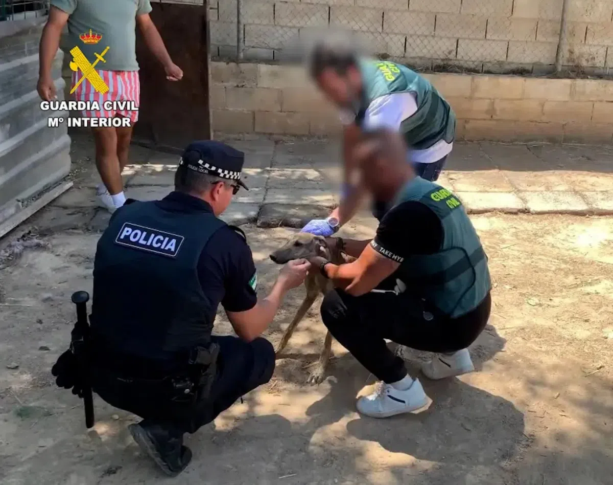 Под Севильей задержали банду похитителей борзых